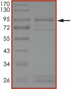 EGFR (K716Q L718Q), Active